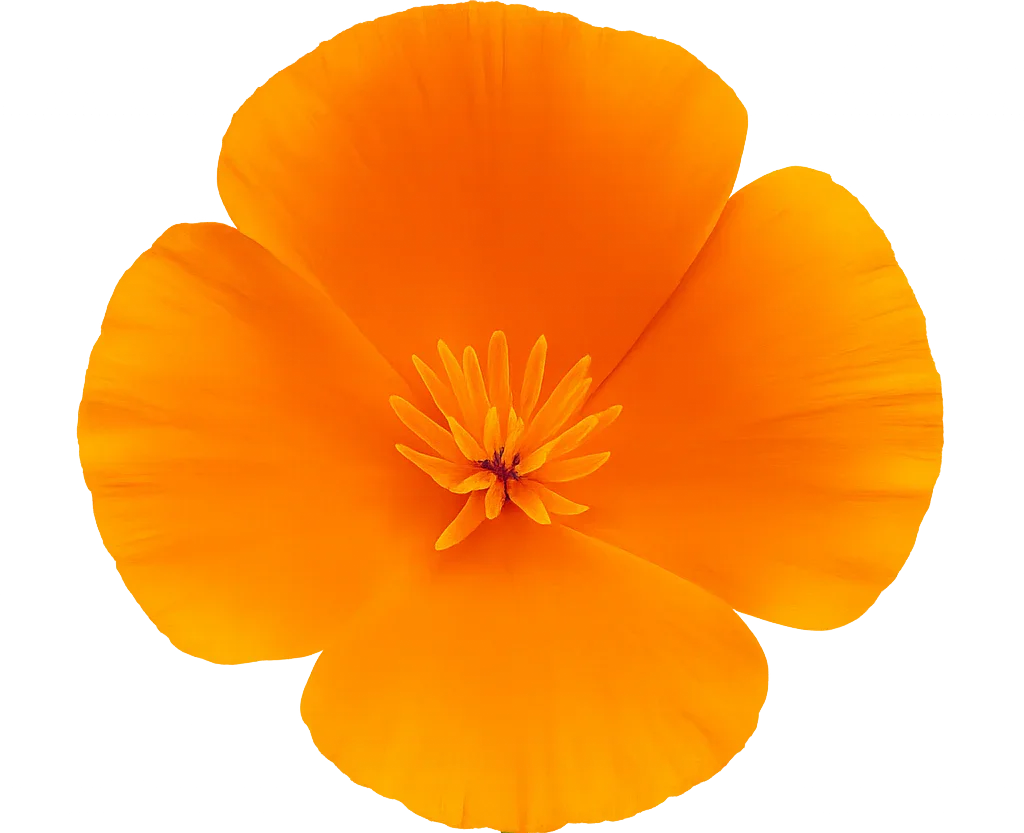 California Wildflowers in Watercolor – A Colorful State of Bloom