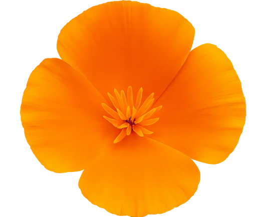 California Wildflowers in Watercolor – A Colorful State of Bloom